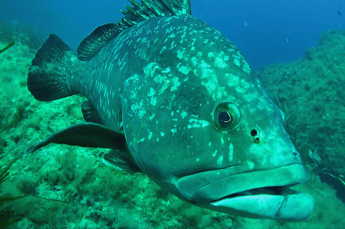 Grouper fish - Scuba diving in Port Cros par chris wright - hull