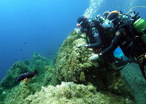 Grouper - Scuba diving at Pointe du Vaisseau, Port Cros by chris wright - hull