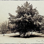 La Neige à Pourrières par Tinou61 - Pourrieres 83910 Var Provence France