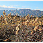 La Sainte Victoire - randonnée nature par Tinou61 - Pourrieres 83910 Var Provence France