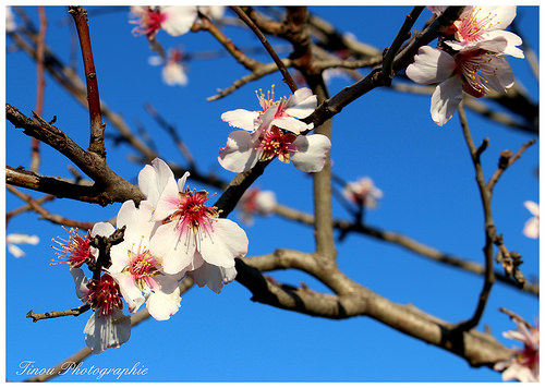 Amandier en fleurs... le retour du printemps par Tinou61