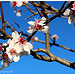 Amandier en fleurs... le retour du printemps by Tinou61 - Pourrieres 83910 Var Provence France