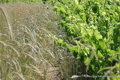 Vigne et blé par Niouz