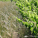 Vigne et blé par Niouz - Ramatuelle 83350 Var Provence France