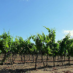 Vignes à Ramatuelle par Niouz - Ramatuelle 83350 Var Provence France