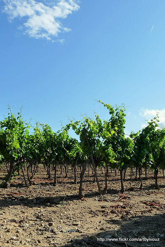 Vignes à Ramatuelle par Niouz