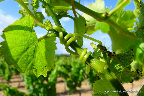 Serpentin de Vigne par Niouz