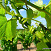 Serpentin de Vigne by Niouz - Ramatuelle 83350 Var Provence France