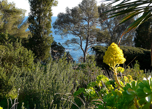 Jardins du Rayol by myvalleylil1