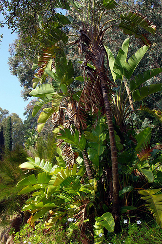 Jardin du Rayol par JMMProject