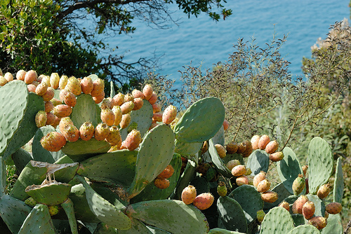 Jardin du Rayol par pizzichiniclaudio