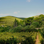 Les ombres et le vert - Sanary-sur-Mer par Charlottess - Sanary-sur-Mer 83110 Var Provence France