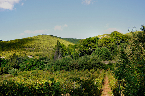 Les ombres et le vert - Sanary-sur-Mer par Charlottess