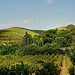 Les ombres et le vert - Sanary-sur-Mer par Charlottess - Sanary-sur-Mer 83110 Var Provence France