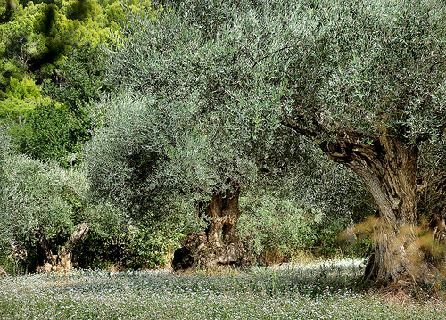 Les oliviers - Sanary-sur-Mer par Charlottess