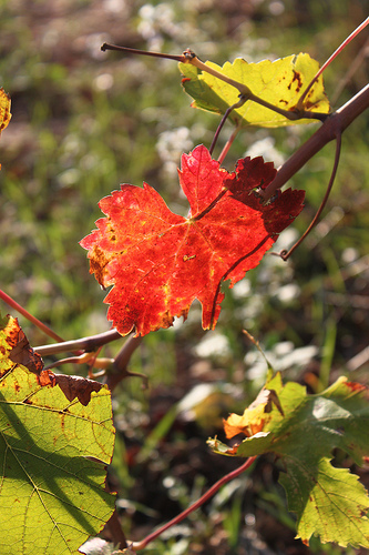 Un automne en Provence by Vero7506