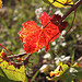 Un automne en Provence par Vero7506 - Seillans 83440 Var Provence France