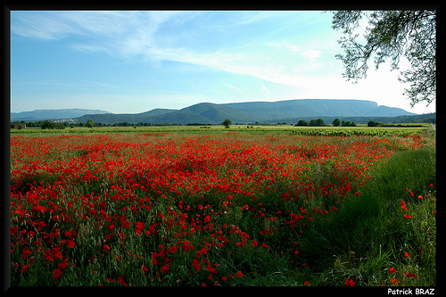 Coquelicots - Montagne Sainte-Baume by Patchok34