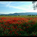 Coquelicots - Montagne Sainte-Baume by Patchok34 - Seillons Source d'Argens 83470 Var Provence France