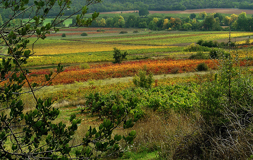 Couleur des Vignes d'automne - Seillons par Charlottess