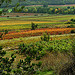 Couleur des Vignes d'automne - Seillons par Charlottess - Seillons Source d'Argens 83470 Var Provence France