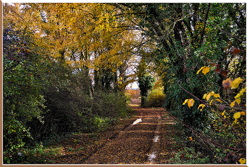 Chemin d'automne, jaune et humide by Charlottess