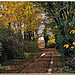 Chemin d'automne, jaune et humide par Charlottess - Seillons Source d'Argens 83470 Var Provence France