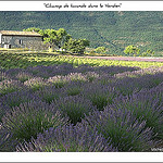 Champ de Lavandes près du Verdon par michel.seguret -   Var Provence France