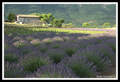 Champ de Lavandes près du Verdon par michel.seguret