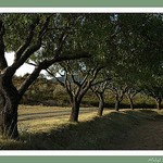 Alignement d'oliviers by michel.seguret -   Var Provence France