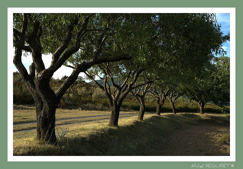 Alignement d'oliviers par michel.seguret