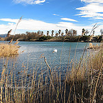 Cygne sur l'Etang de Villepey derrière Saint Aygulf by Tinou61 - St. Aygulf 83370 Var Provence France