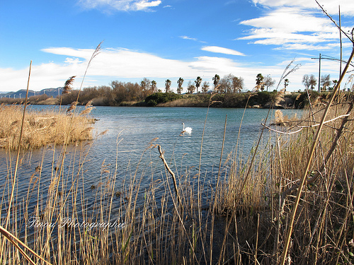 Cygne sur l'Etang de Villepey derrière Saint Aygulf by Tinou61