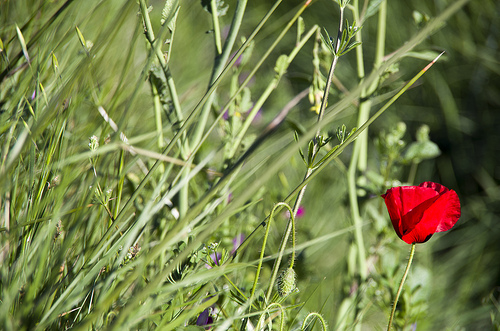 Coquelicot rouge : éphémère et lumineux by feelnoxx