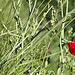 Coquelicot rouge : éphémère et lumineux by feelnoxx - St. Cyr sur Mer 83270 Var Provence France