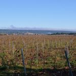 Vignes et au loin Saint-Maximin la Sainte Baume by philippe gastardi - St. Maximin la Ste. Baume 83470 Var Provence France