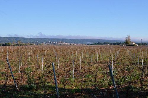 Vignes et au loin Saint-Maximin la Sainte Baume par philippe gastardi