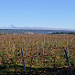 Vignes et au loin Saint-Maximin la Sainte Baume par philippe gastardi - St. Maximin la Ste. Baume 83470 Var Provence France