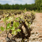 Vigne à Tourtour par sallyheis - Tourtour 83690 Var Provence France