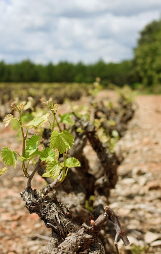 Vigne à Tourtour by sallyheis