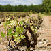 Vigne à Tourtour by sallyheis - Tourtour 83690 Var Provence France