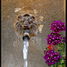 Varages - Détail de la fontaine du Baou par Renaud Sape - Varages 83670 Var Provence France