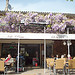 Glycine en fleur. Café Le Paris, Place de l'Hôtel de Ville, Vidauban, Var. par Only Tradition - Vidauban 83550 Var Provence France
