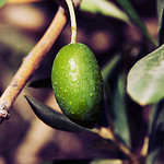 Olive verte ! par Macré stéphane -   Var Provence France