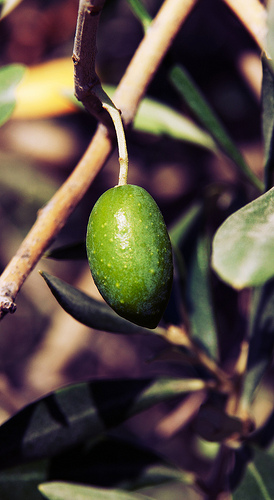 Olive verte ! par Macré stéphane