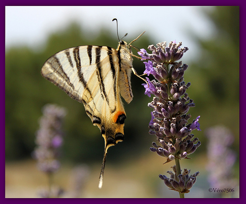 La Fleur et le Papillon par Vero7506