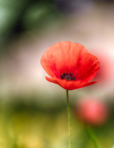 Le printemps fragile - coquelicot by frederic.gombert