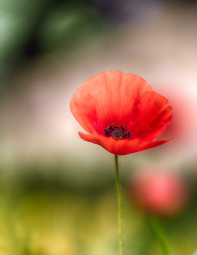 Le printemps fragile - coquelicot par frederic.gombert