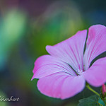 Sweet pink of dreams par frederic.gombert - Althen des Paluds 84210 Vaucluse Provence France