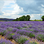 Et voilà ... la lavande ! par miriam259 - Apt 84400 Vaucluse Provence France